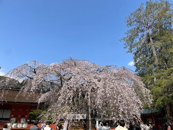 お出かけ日記 (お花見編)