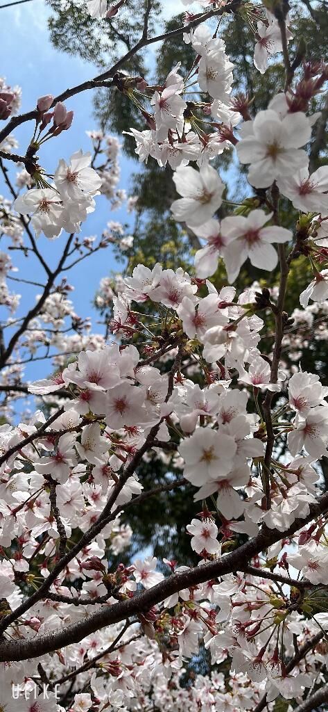 桜&#9825;