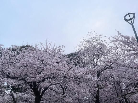 &#127800;。