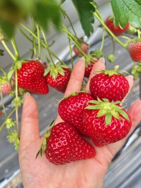 &#9825;出勤予定&#9825;