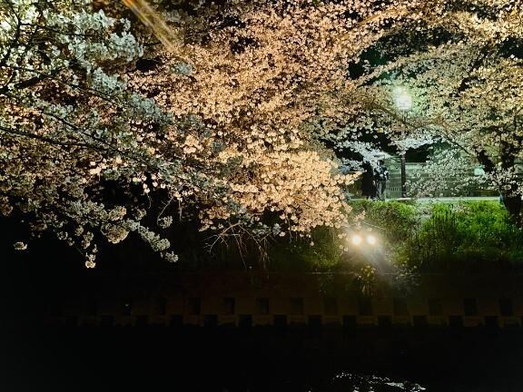 夜桜&#9825;&#9825;