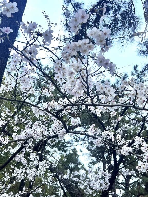 桜&#x301C;