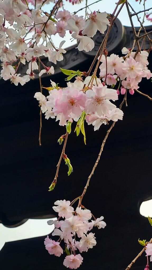 こんばんは