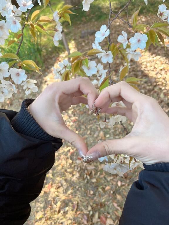 桜