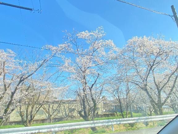 花見行った？