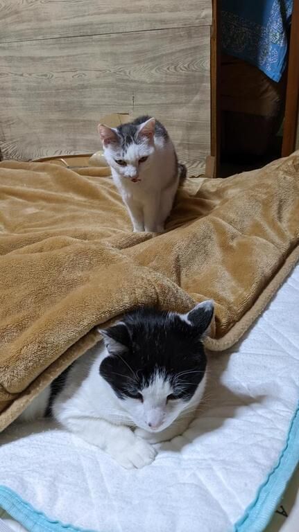 休日