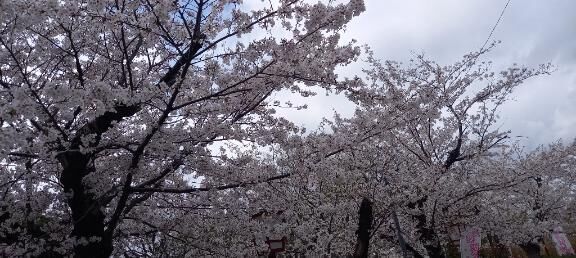 明日は出勤です