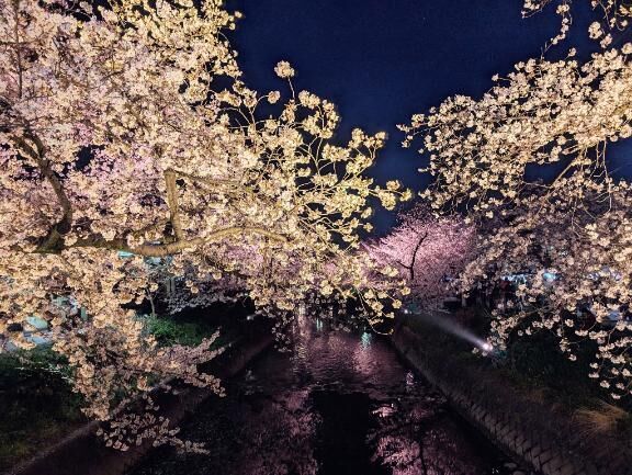 夜桜♡
