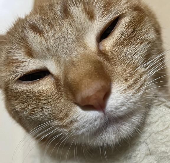 本日のネタ