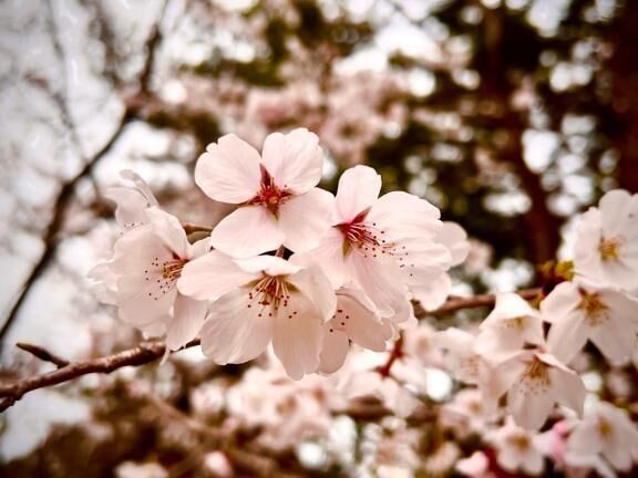 お花見