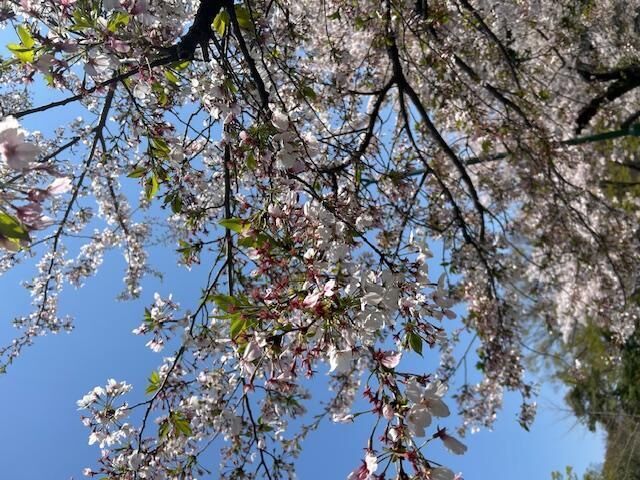 散りかけてきちゃったなー