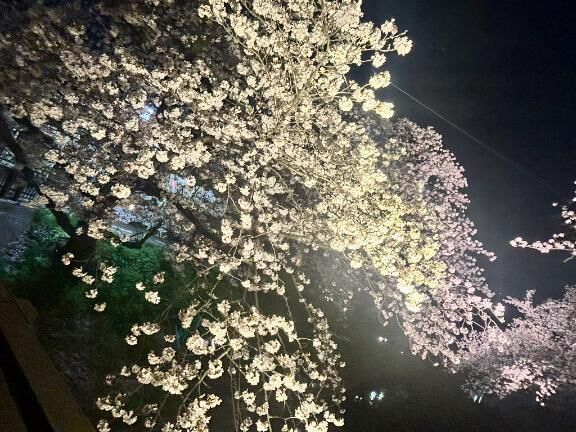 桜&#127800;