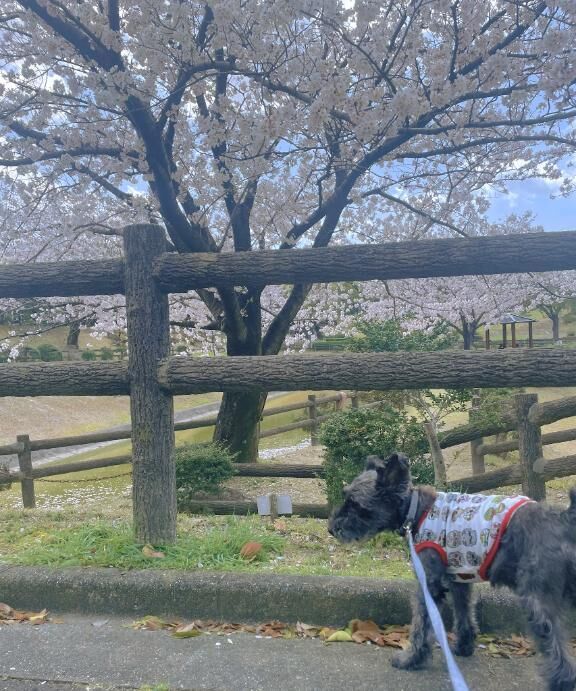 今日もお花見&#9825;
