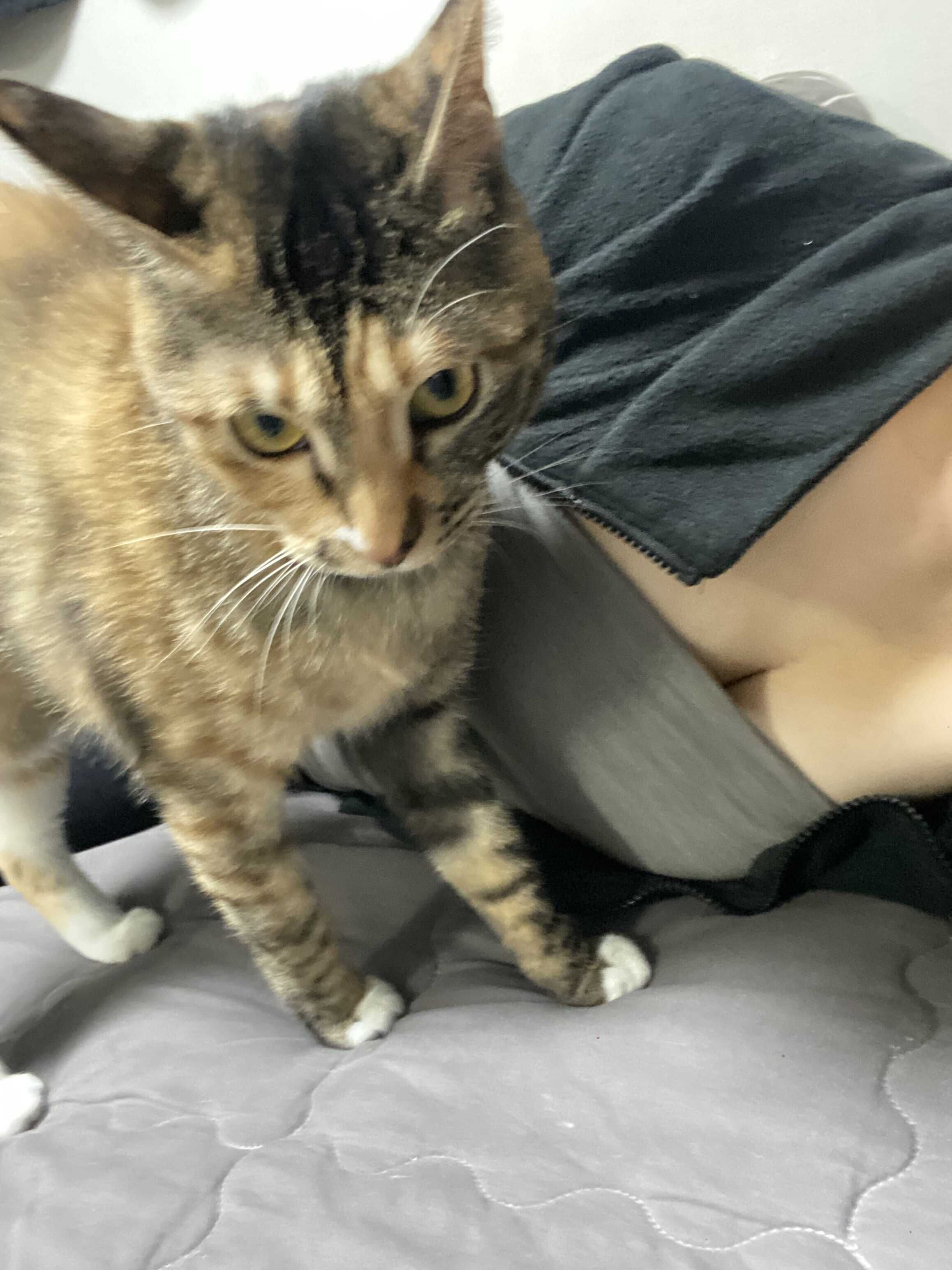 たわむれてみる？？