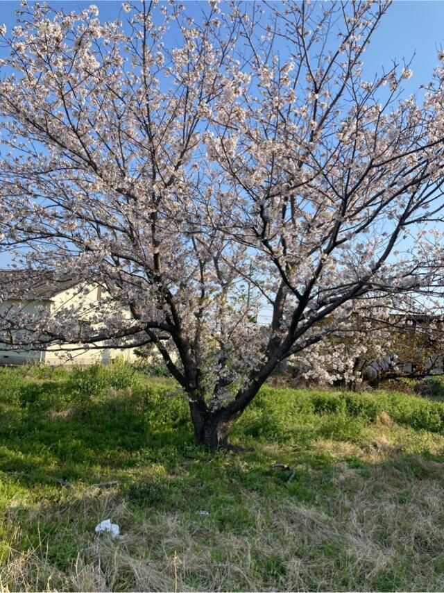 今日は
