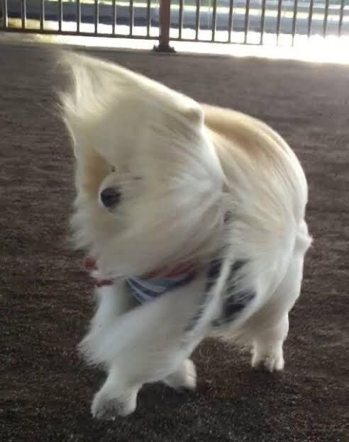 やばーい(´×ω×`)