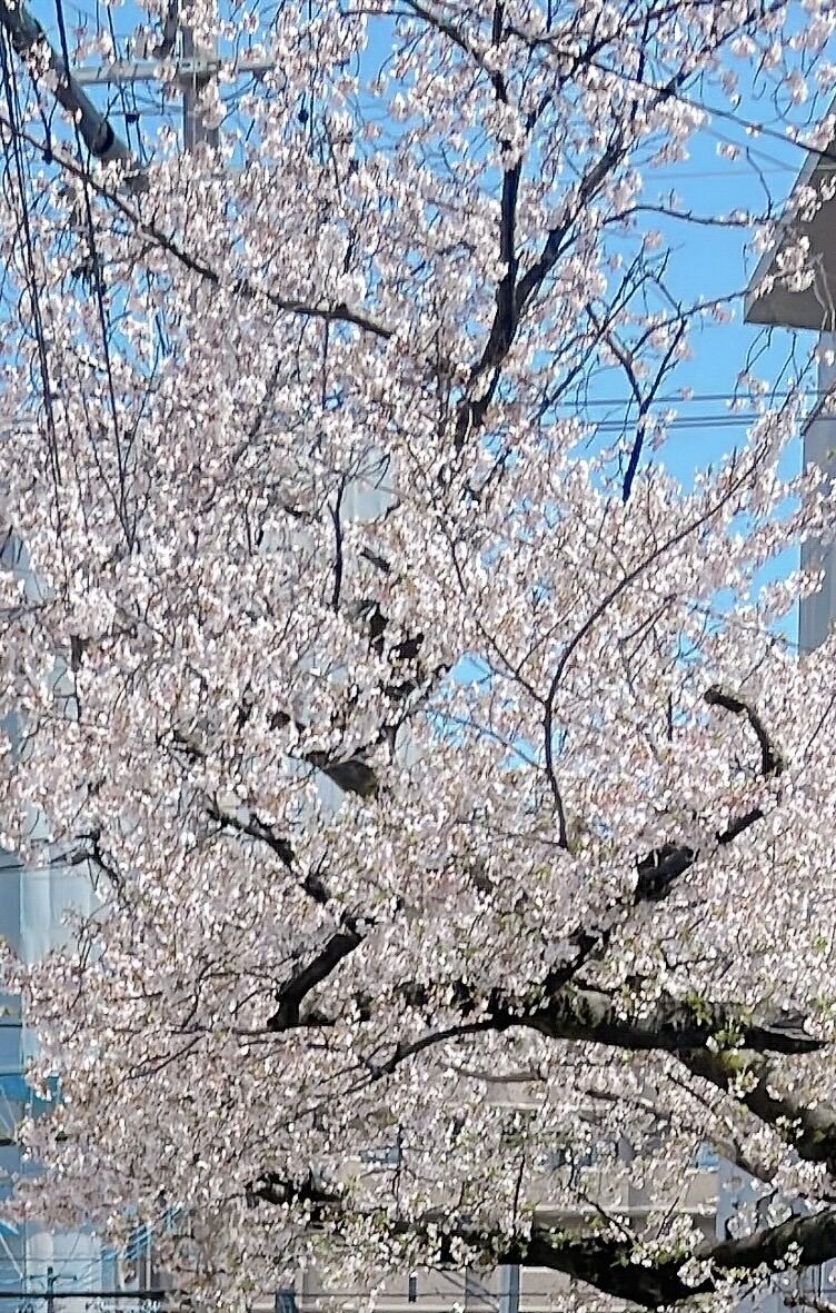 本日も