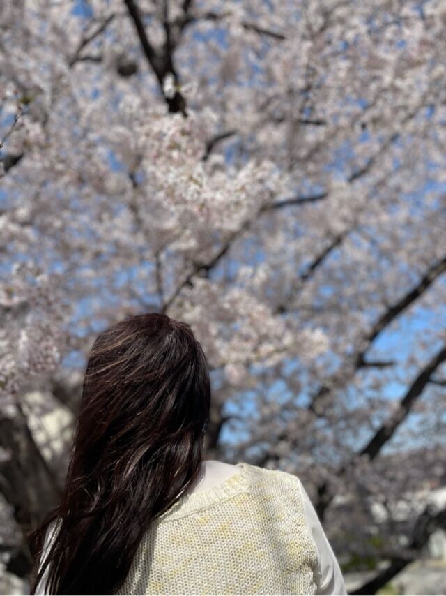 ほたるの人妻川柳日記 (桜吹雪)