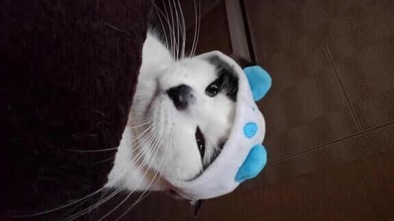 やっぱ平和だ