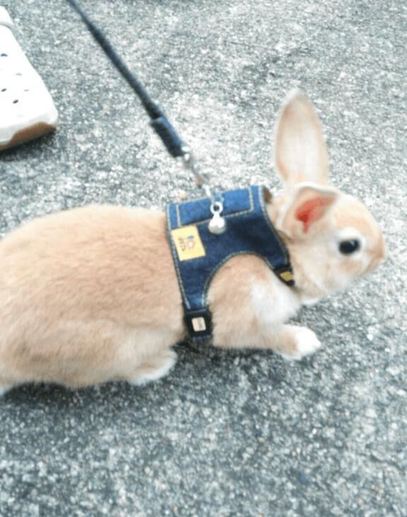 ありがとう