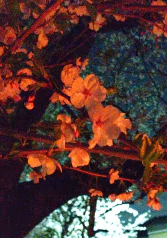 夜桜