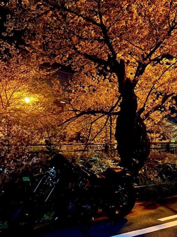 桜&#128150;