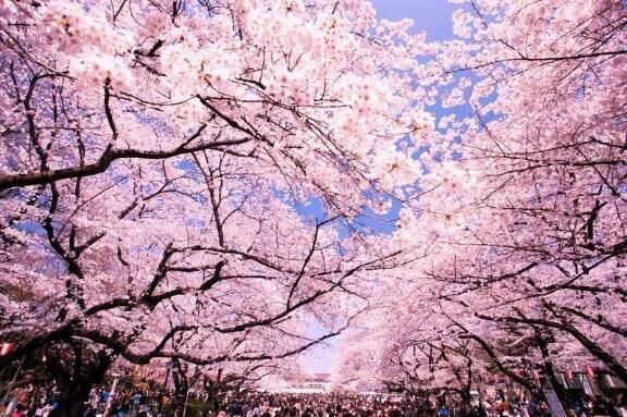 桜の日。祝福された&#127800;