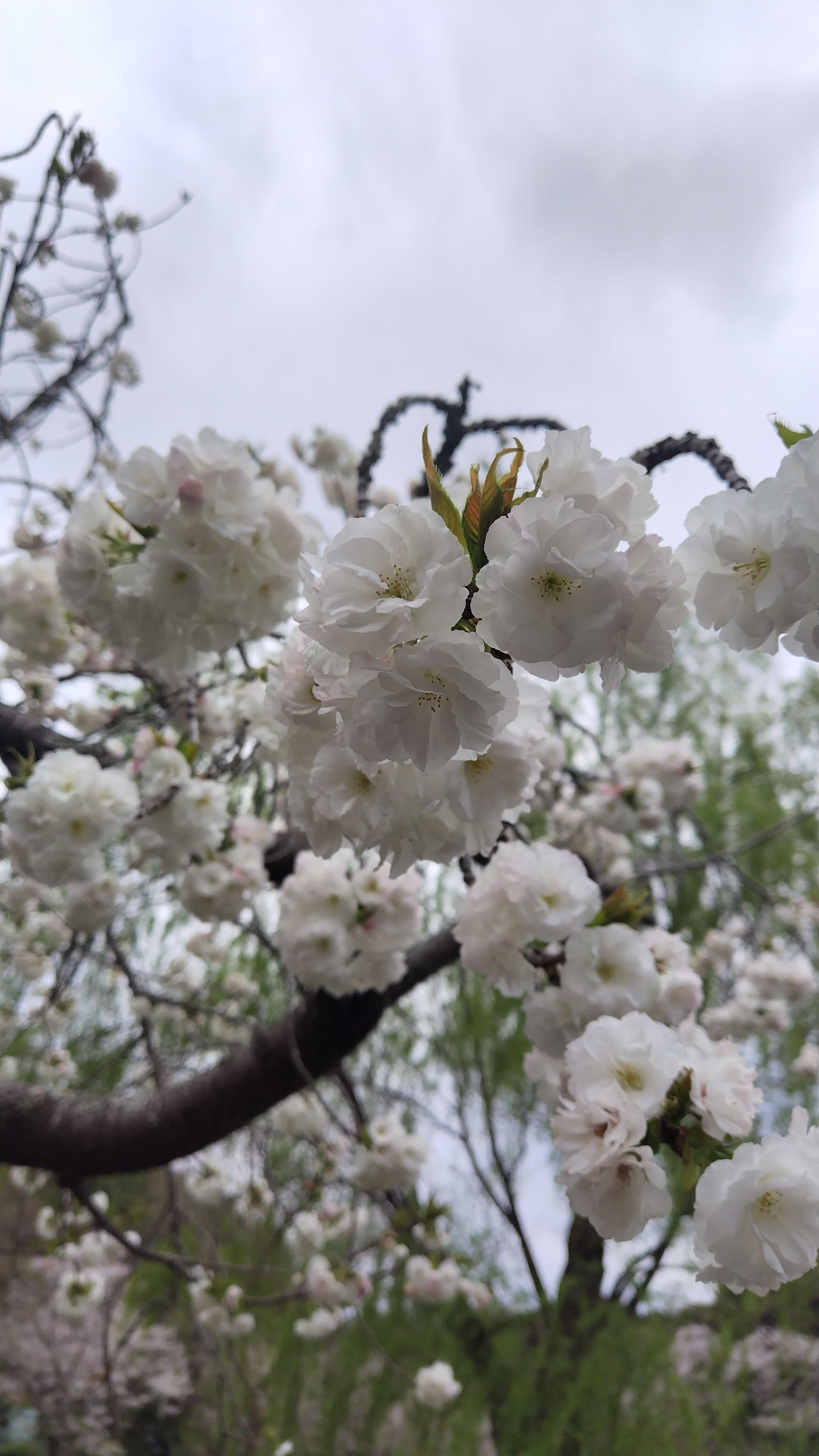 可愛い桜さん