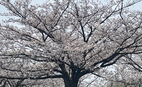 お花見は