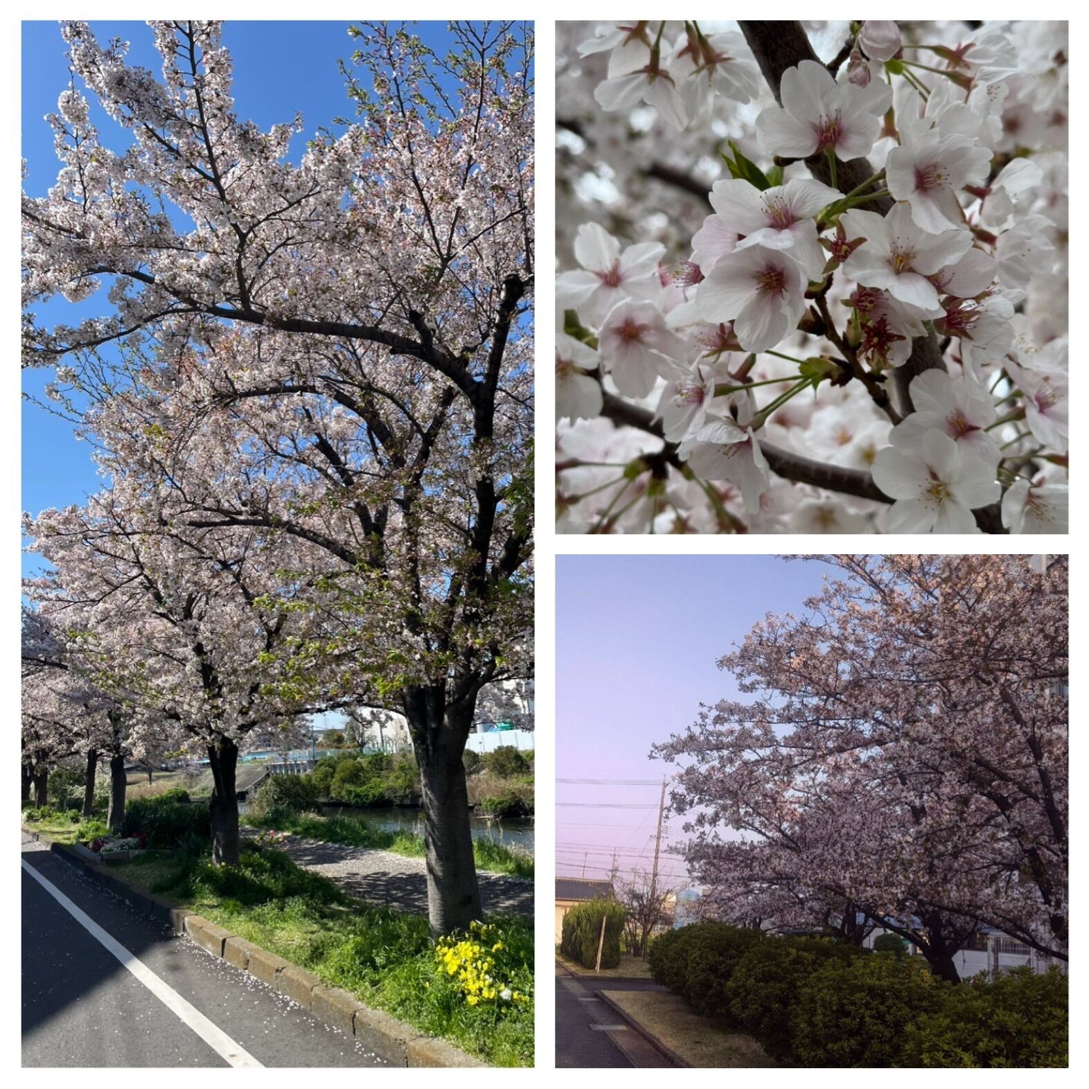 あちこちの地方にいる友達からおはよLINEと共に送ってきてくれる桜の写真&#127800;色んな土地の桜のお顔が見えて楽しい&#127800;