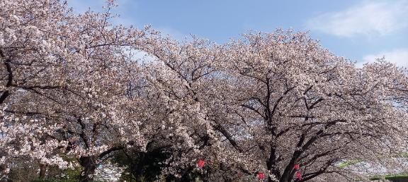 おはよヽ(o･∀･)ﾉ