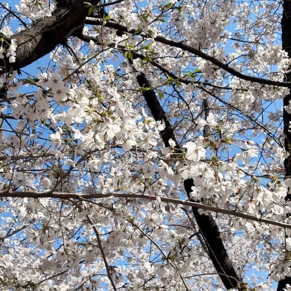 桜&#9825;