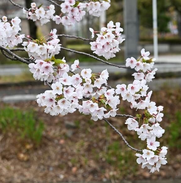 華美祭り☆