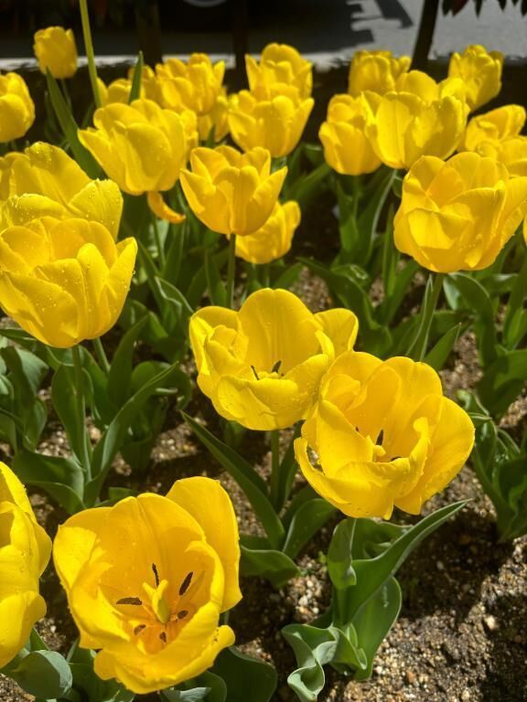 &#127799;