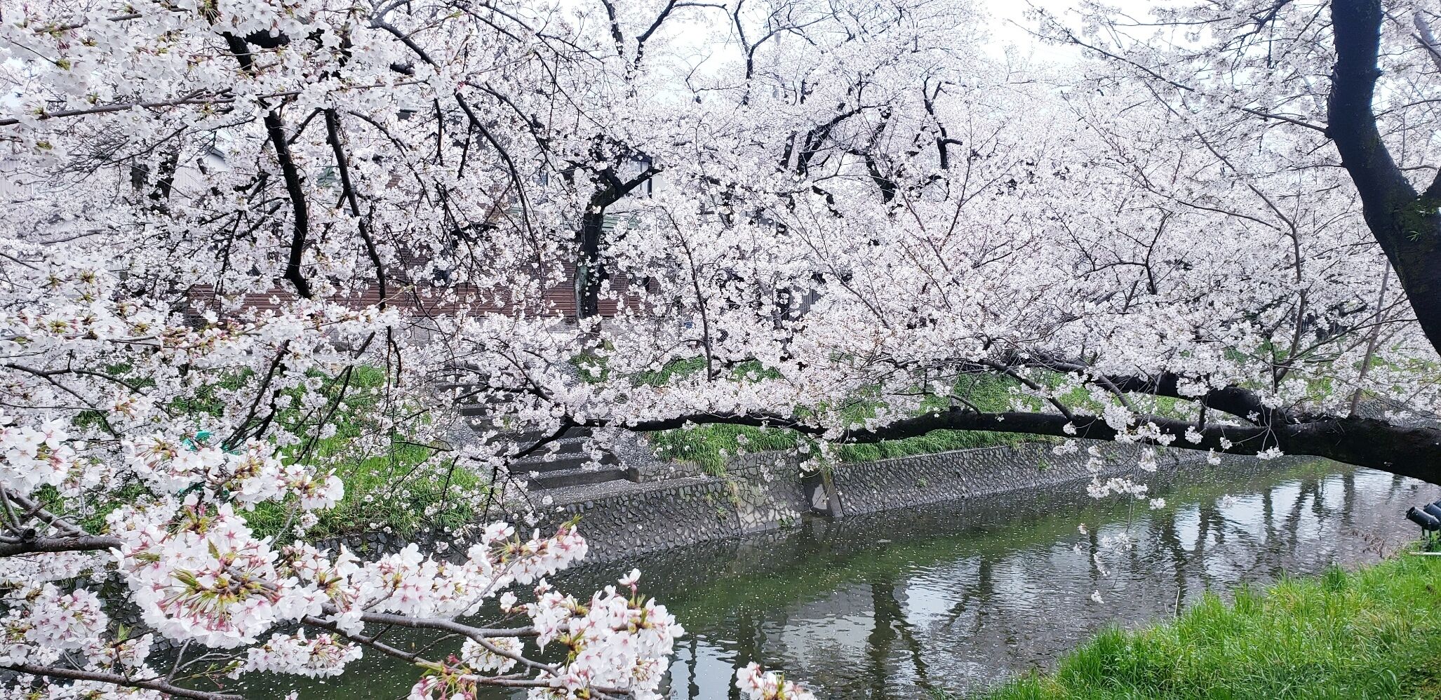 日曜日の桜&#127800;