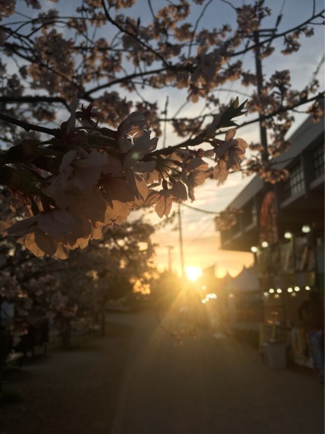 最後の花見