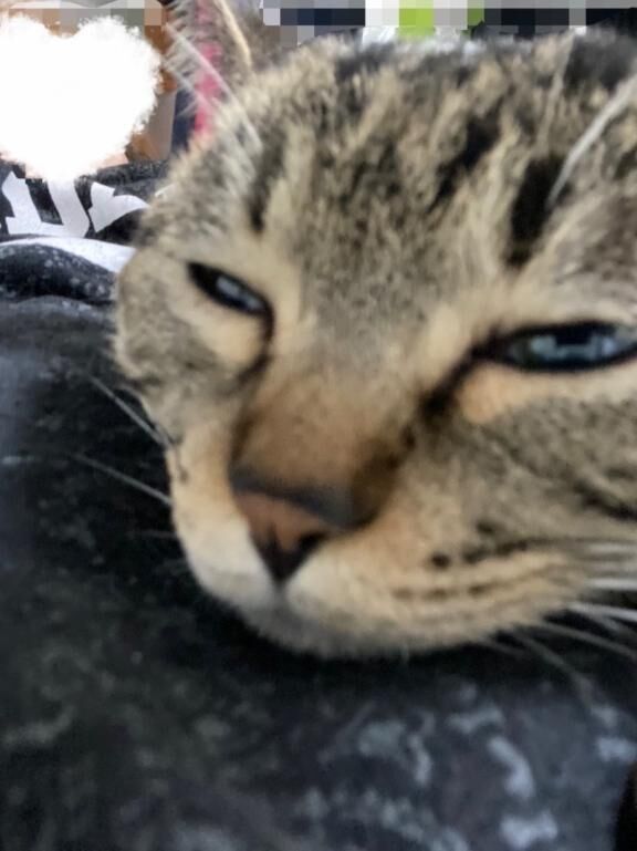 &#9825;猫の気分&#9825;