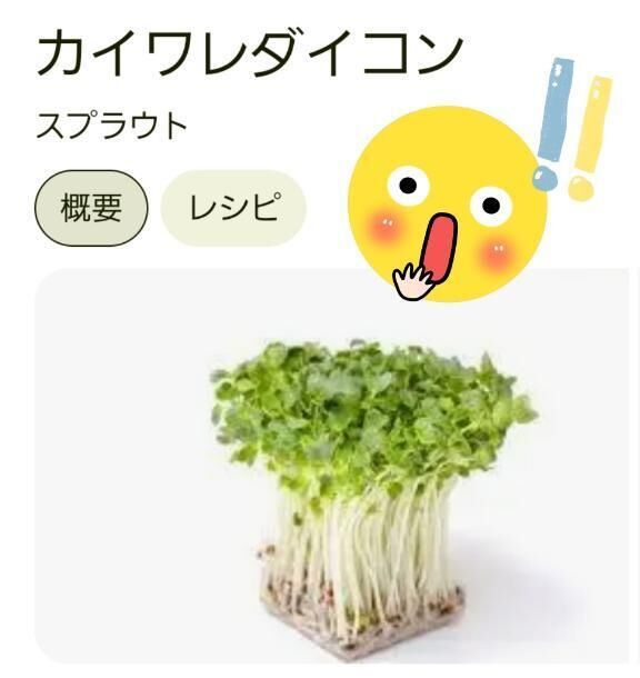 貝割れ&#129367;