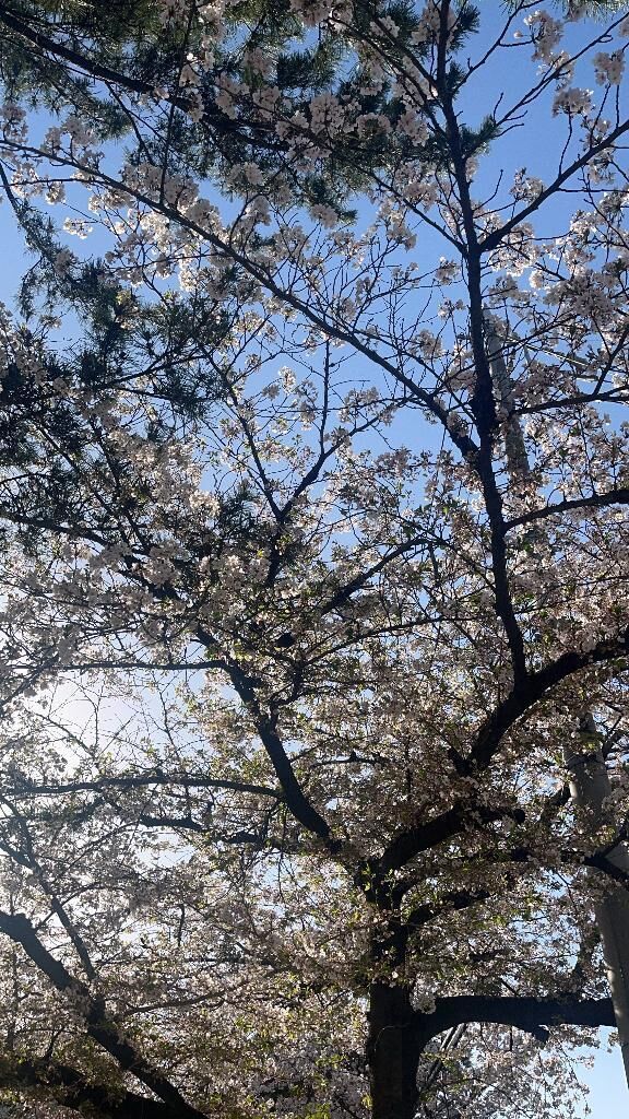 muraruさんへ&#127800;&#127800;