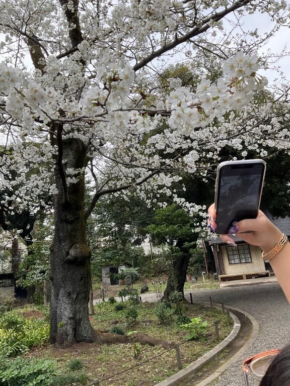 さくら
