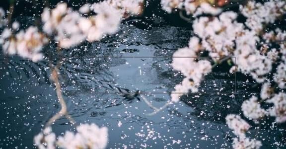 桜雨&#9825;