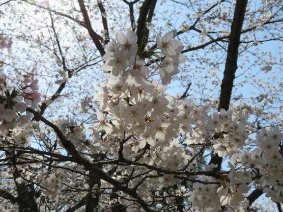 散り際&#127800;