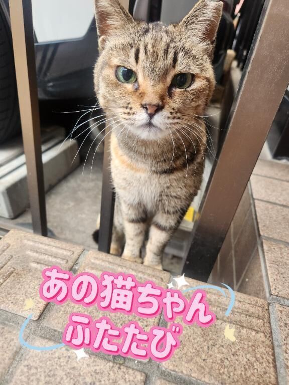 ちゅーるをあげる下僕&#128049;