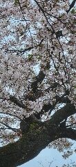 初めまして
