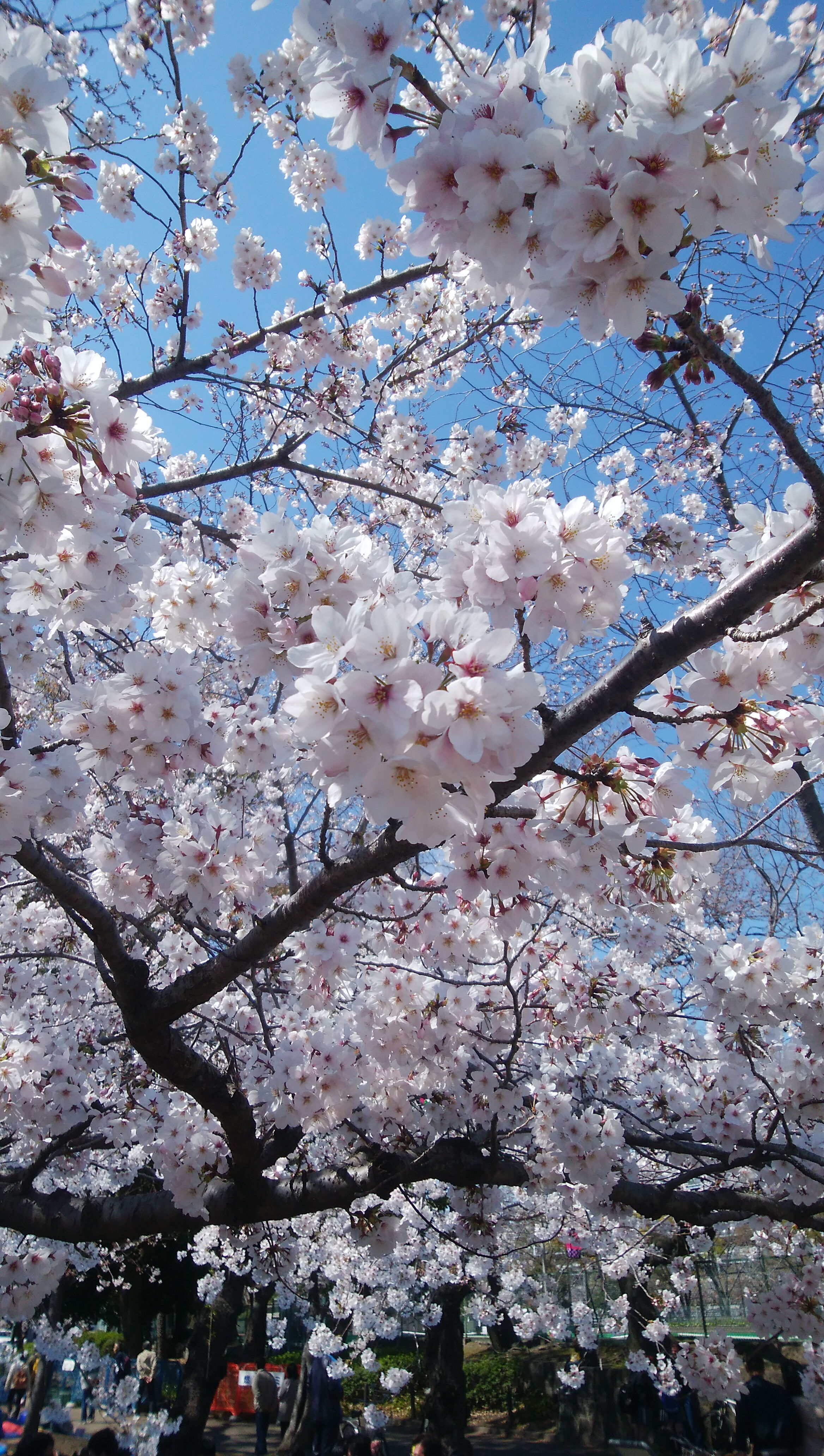 鶴舞公園