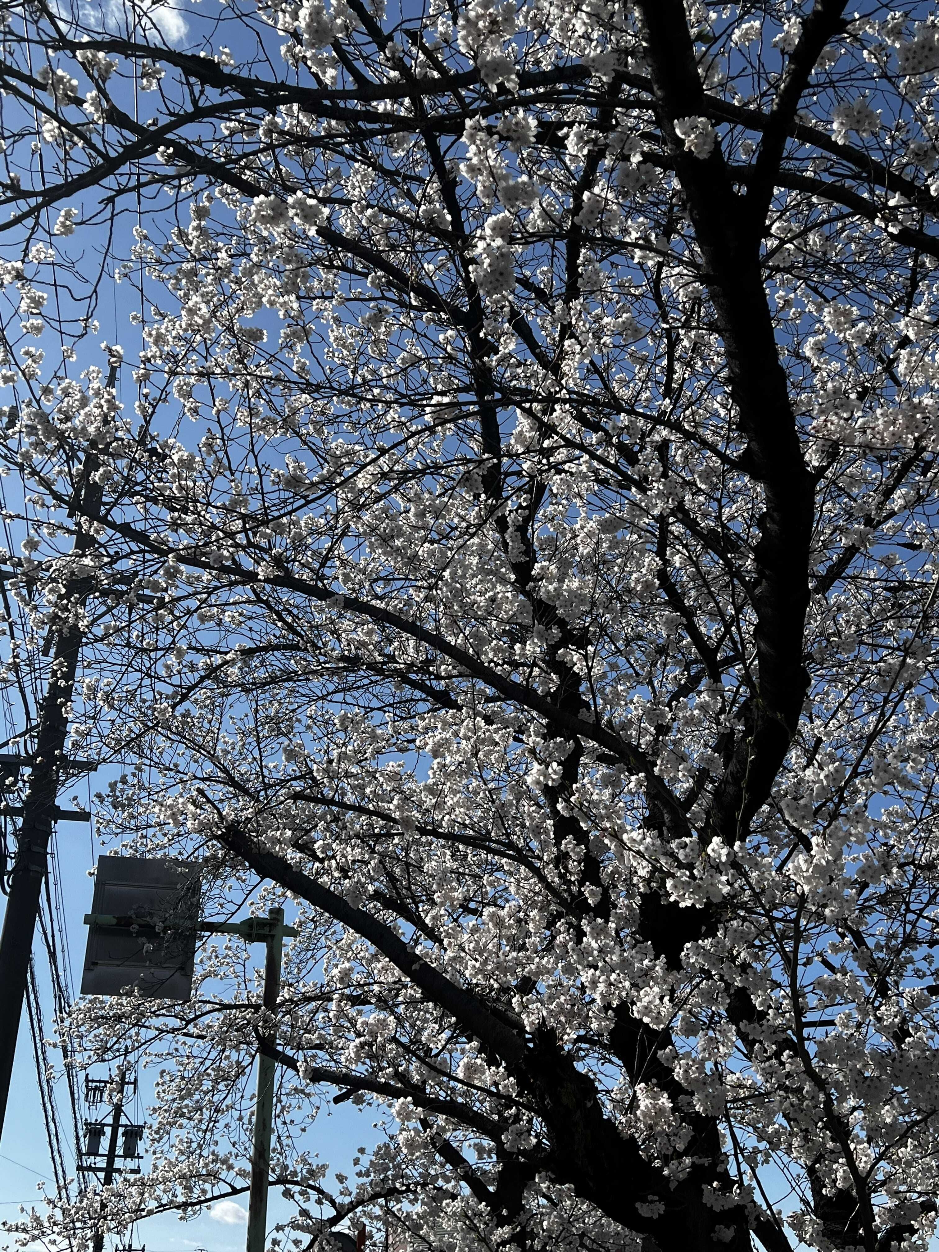 ごめんなさい。゜(&gt;_&lt;)゜。