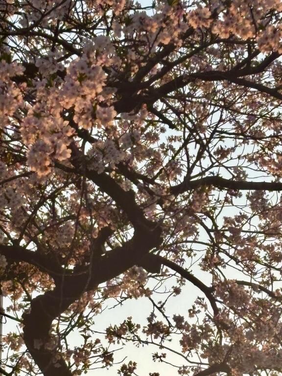 見納めお花見