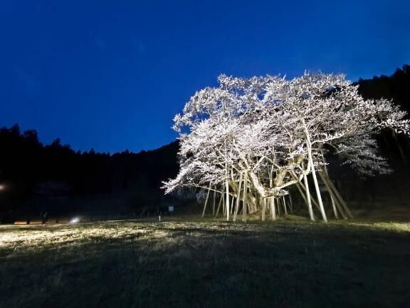 夜桜を愛でながら