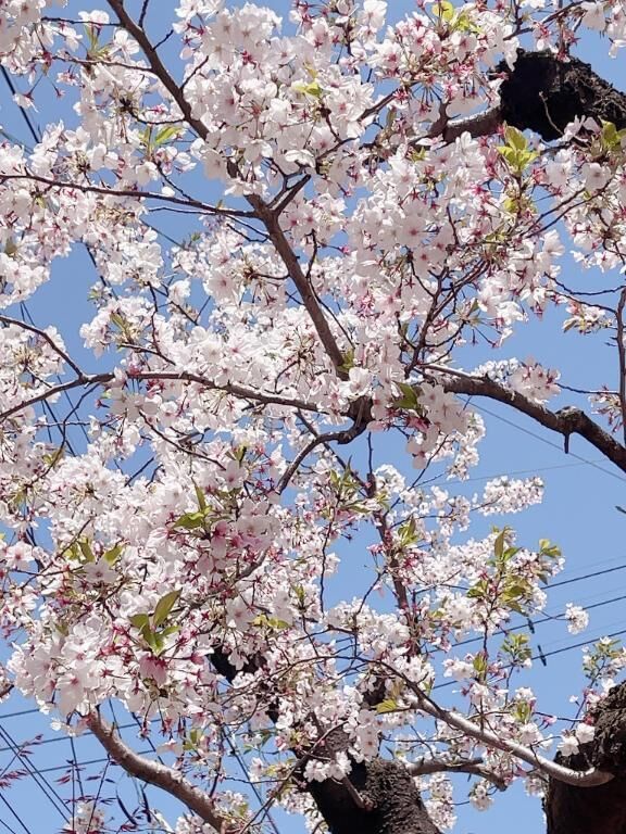 桜といえば