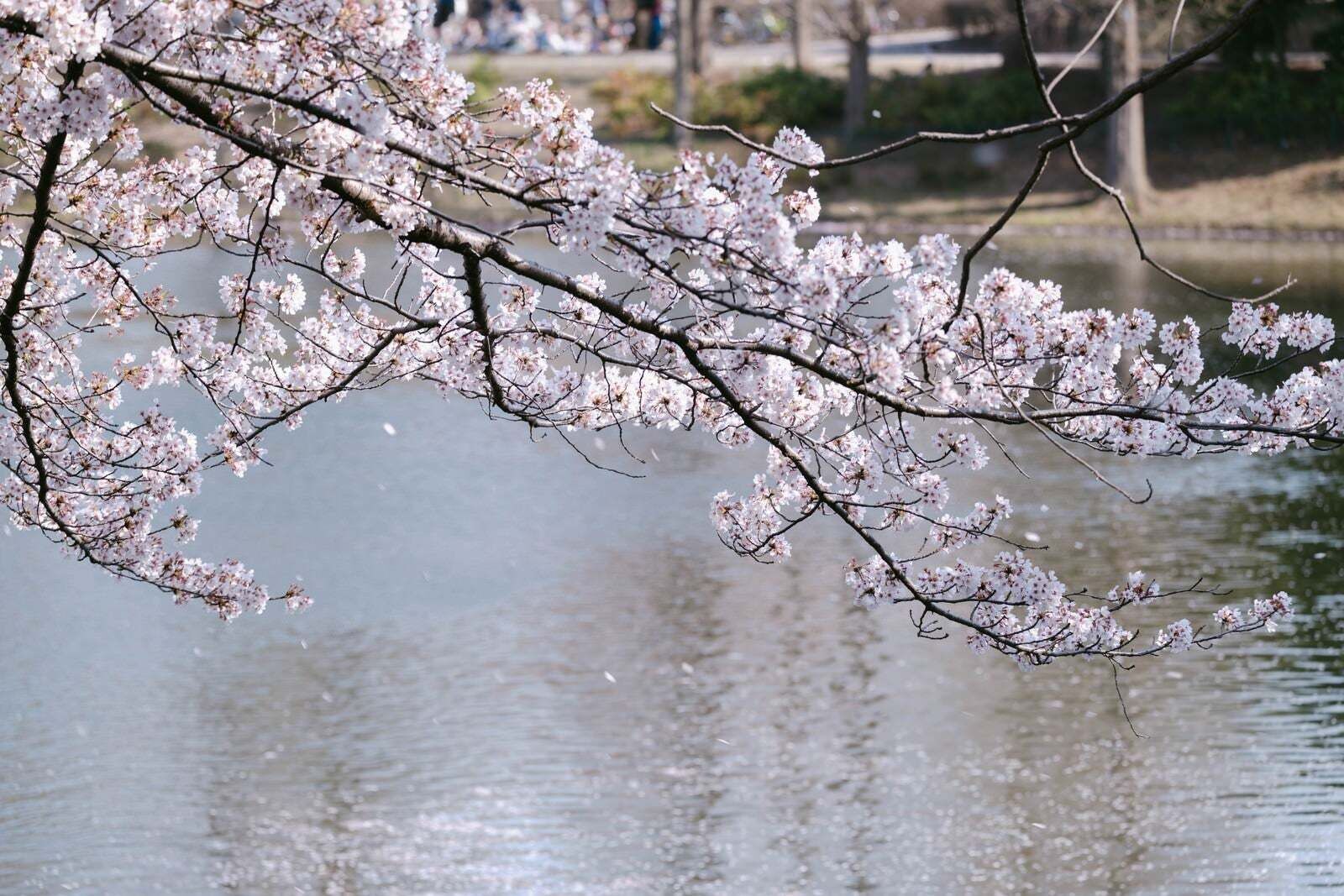 12日(土)　11時　&#9825;様